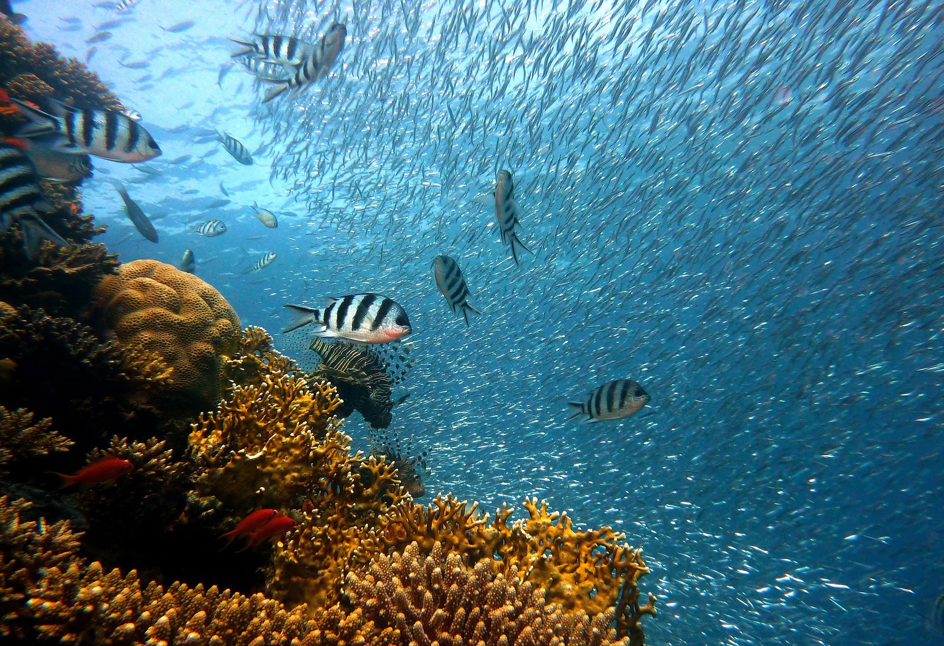tanzania scuba diving mafia island